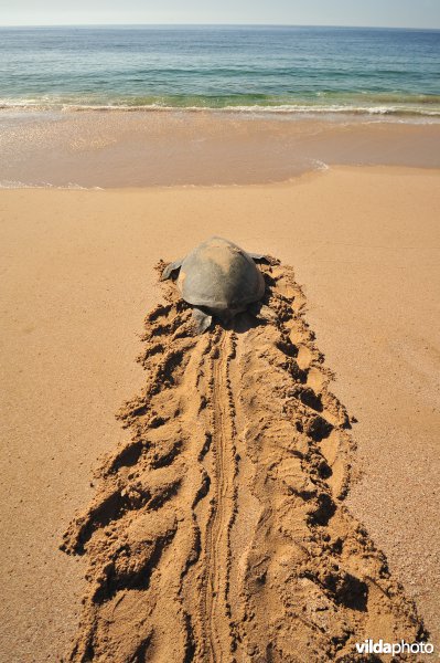 Groene zeeschildpad met spoor