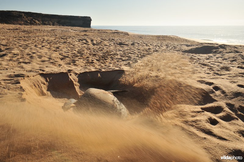 Groene zeeschildpad begraaft haar eieren