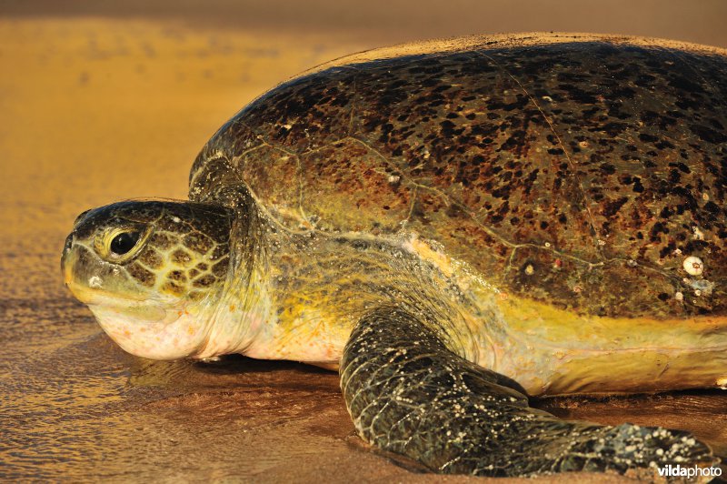 Groene zeeschildpad