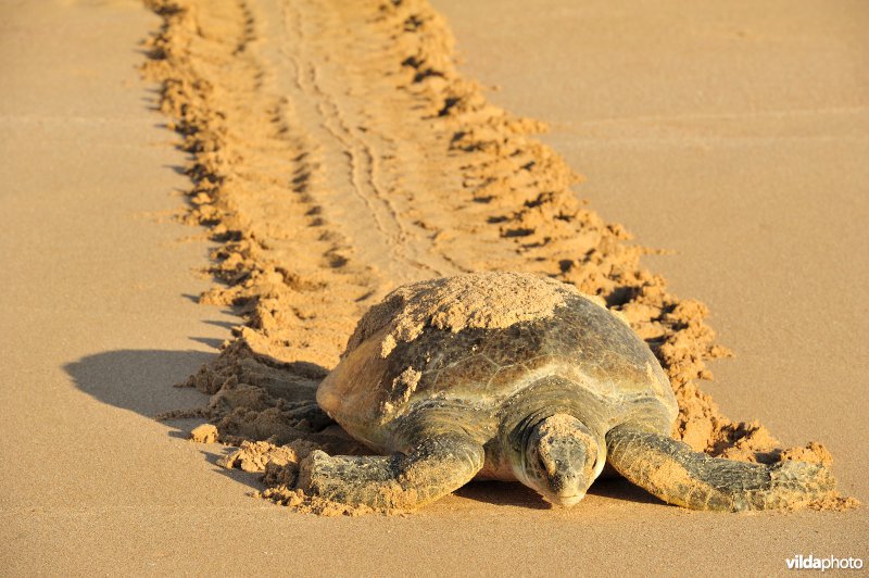 Groene zeeschildpad met spoor