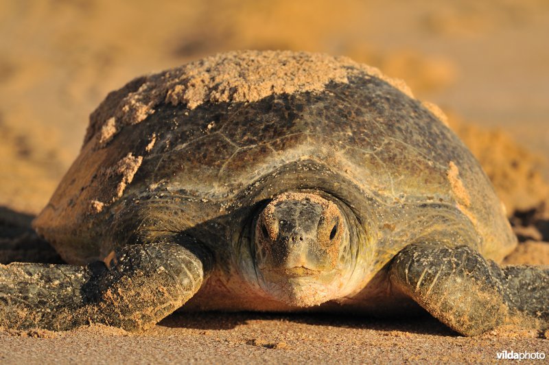 Groene zeeschildpad