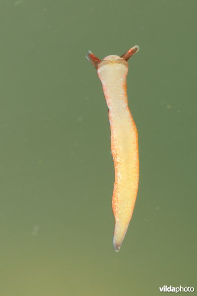 Groene wierslak