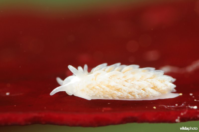 Juveniele Grote vlokslak