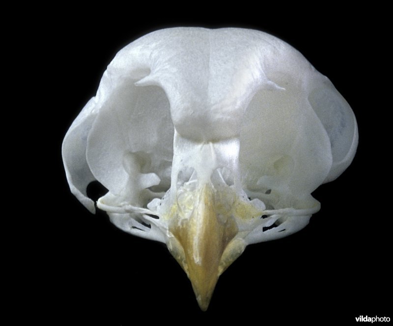 Schedel van een ruigpootuil