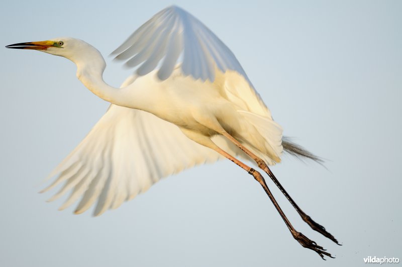 Vliegende Grote zilverreiger