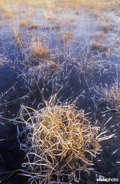 Pijpestro op de Kalmthoutse heide