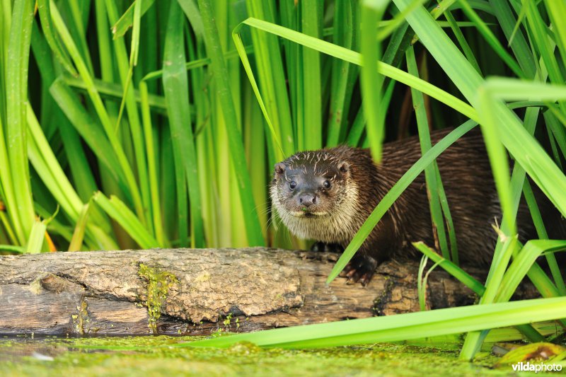 Otter