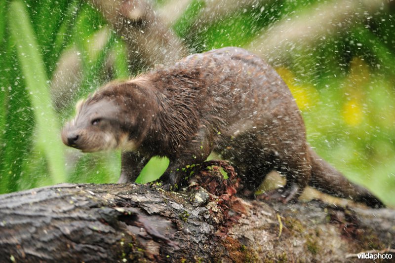 Uitschuddende Otter
