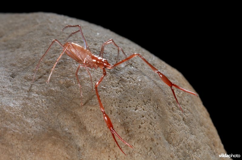 Grote pseudoschorpioen uit een Sloveense grot