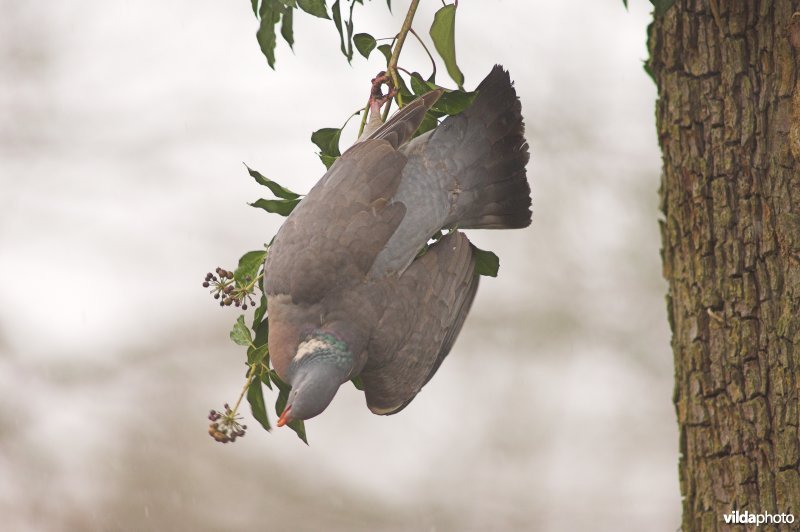 Jonglerende Houtduif