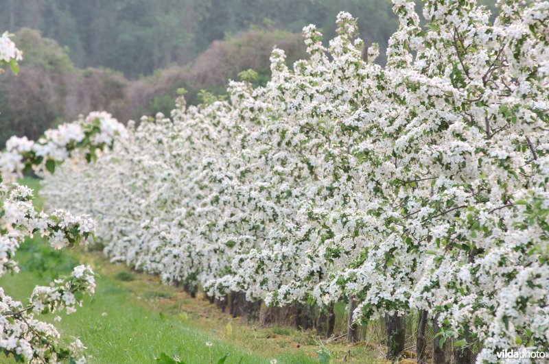 Laagstam appelboomgaard in bloei