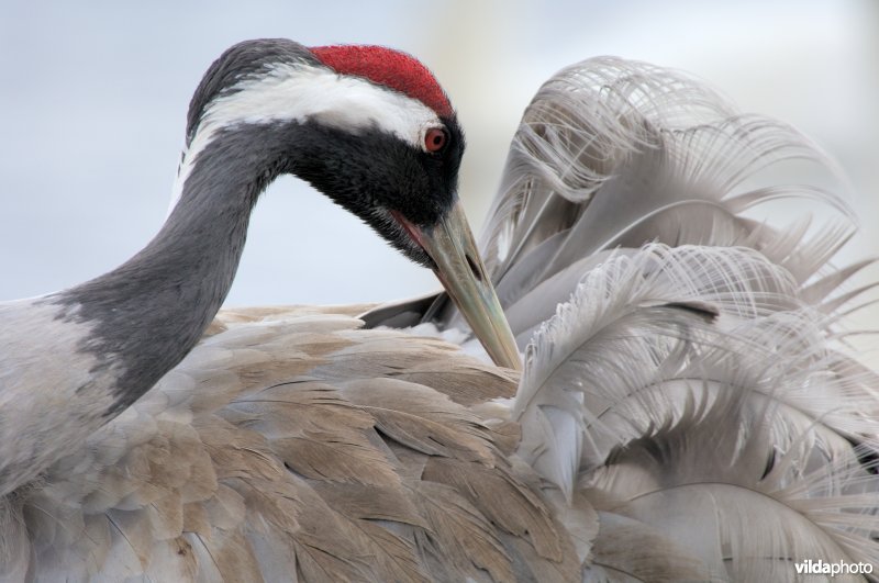 Zich reinigende Kraanvogel