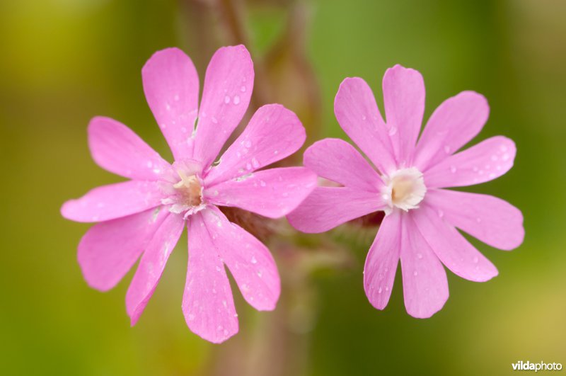 Bloemen van dagkoekoeksbloem