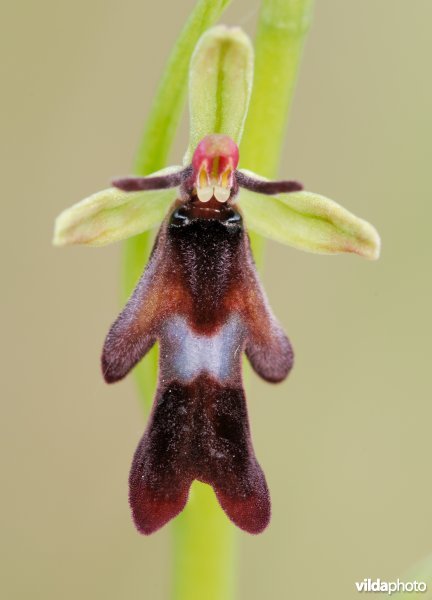 Vliegenorchis