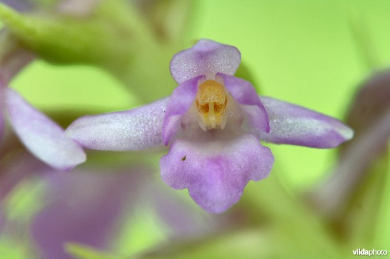 welriekende muggenorchis