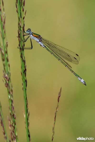 Gewone pantserjuffer