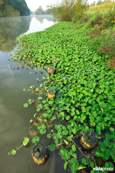 Grote waternavel