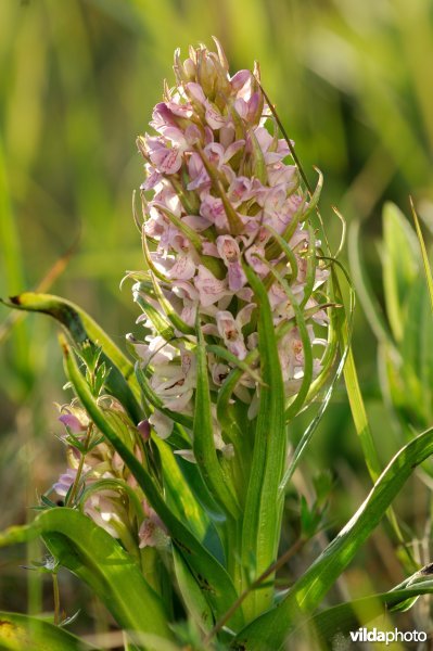 Vleeskleurige orchis