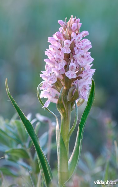 Vleeskleurige orchis