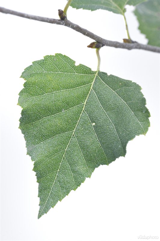 Ruwe berk