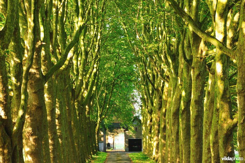 Platanendreef naar het kloosterhof