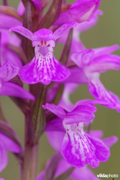 Twee bloempjes van de Brenne-orchis
