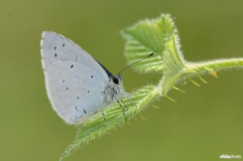 boomblauwtje