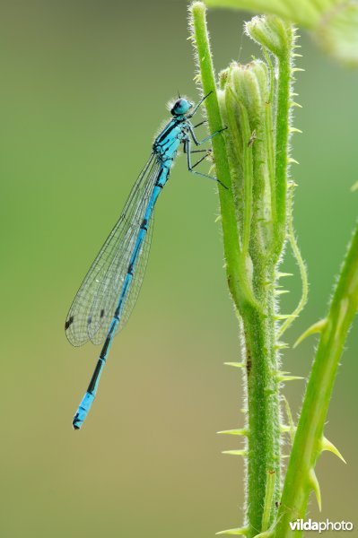 Azuurwaterjuffer, Azuurtje