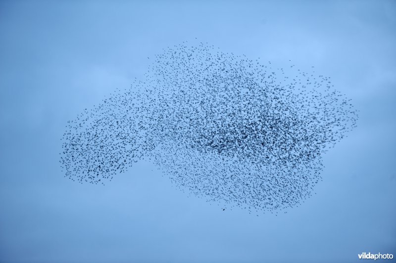 Sperwer en spreeuwenwolk
