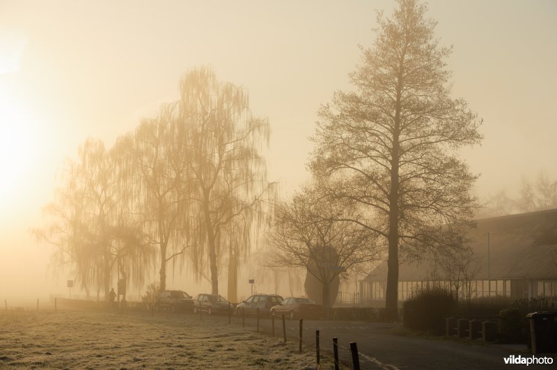 Els en berken bij school