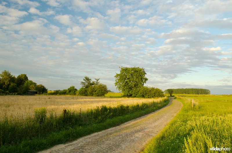 Uiterwaarden van de IJssel