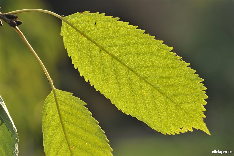Dubbele sierkers
