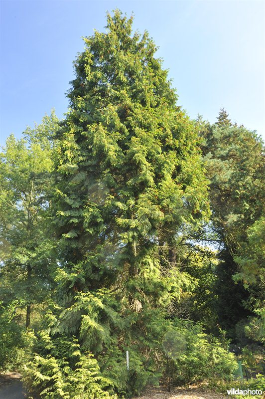 Reuzenlevensboom