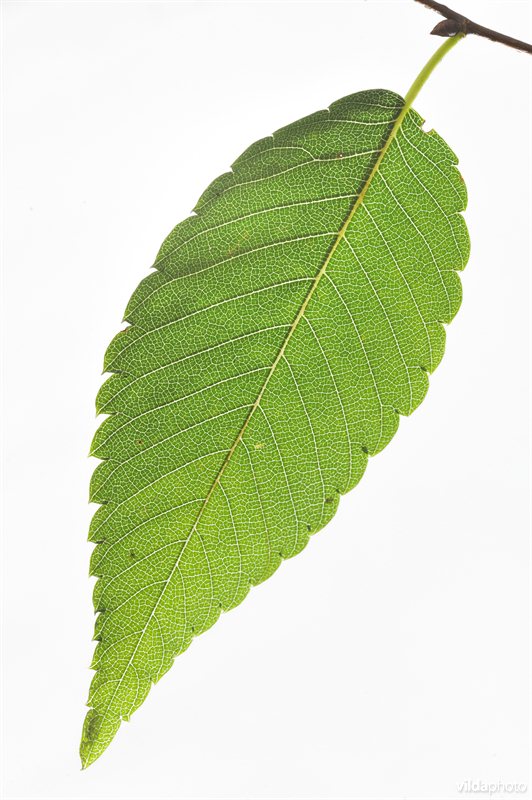 Japanse zelkova