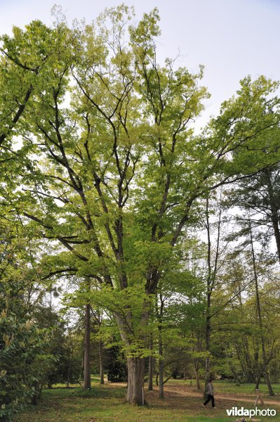 Japanse zelkova