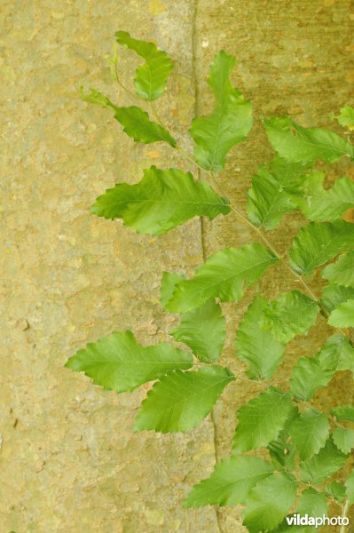 Kaukasische zelkova
