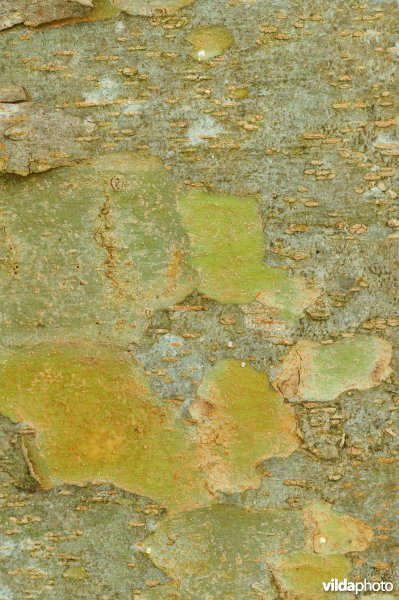 Kaukasische zelkova