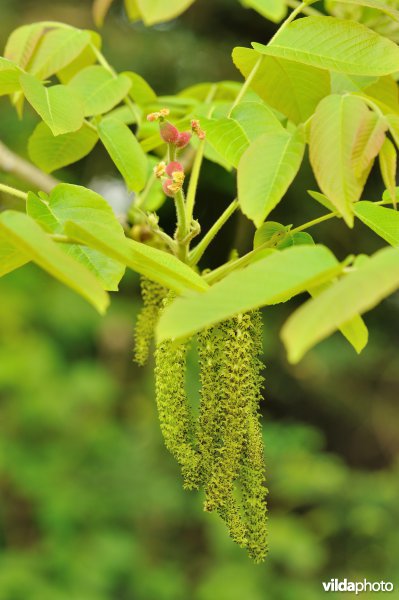 Grootbladige noot