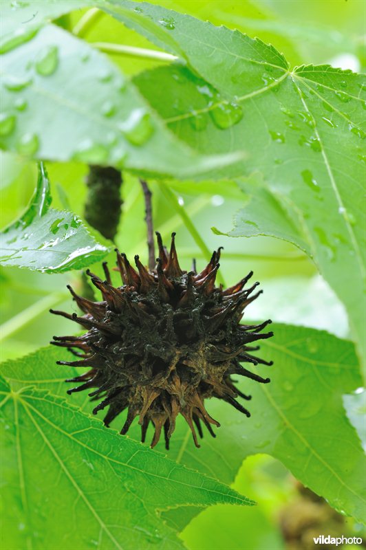 Oosterse amberboom