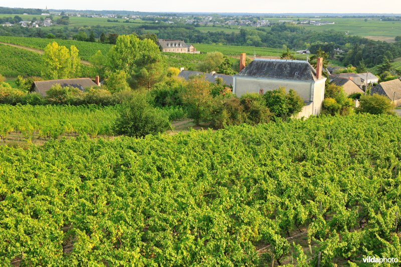 Wijngaarden van de Loire