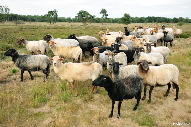 Grazers in het kamp van Beverlo