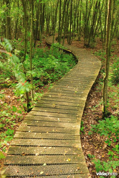 Knuppelpad in de vallei van de Zwarte beek