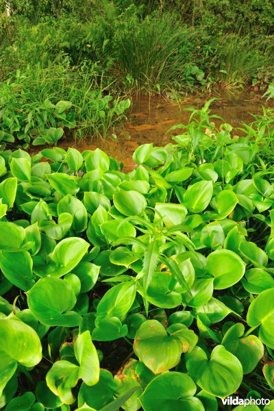 Vallei van de Zwarte beek