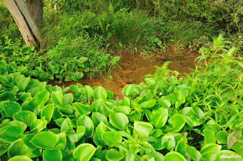 Vallei van de Zwarte beek
