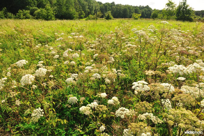 Vallei van de Zwarte beek