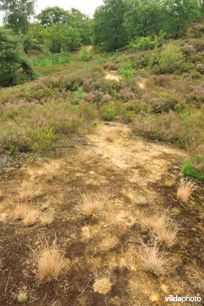 Natuurreservaat Oudsberg