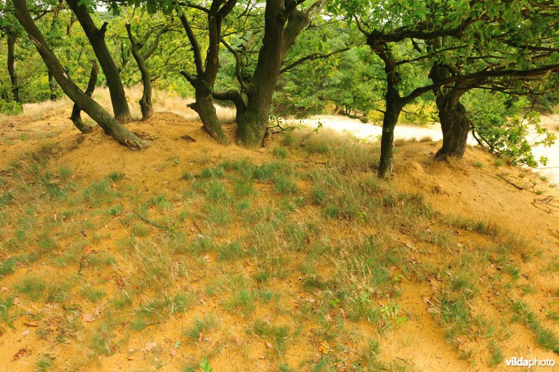 Natuurreservaat Oudsberg