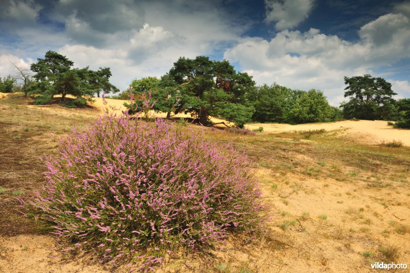 Natuurreservaat Oudsberg