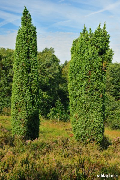 Jeneverbesstruiken op de Mechelse Heide