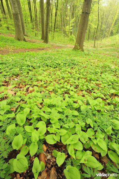 Natuurreservaat Hogenbos